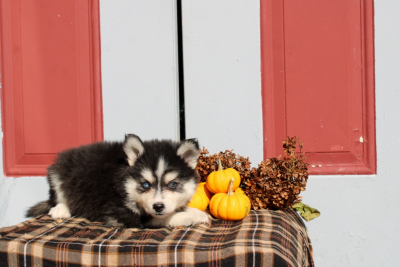 puppy, for, sale, Pomsky, Matthew B. Stoltzfus, dog, breeder, Gap, PA, dog-breeder, puppy-for-sale, forsale, nearby, find, puppyfind, locator, puppylocator, aca